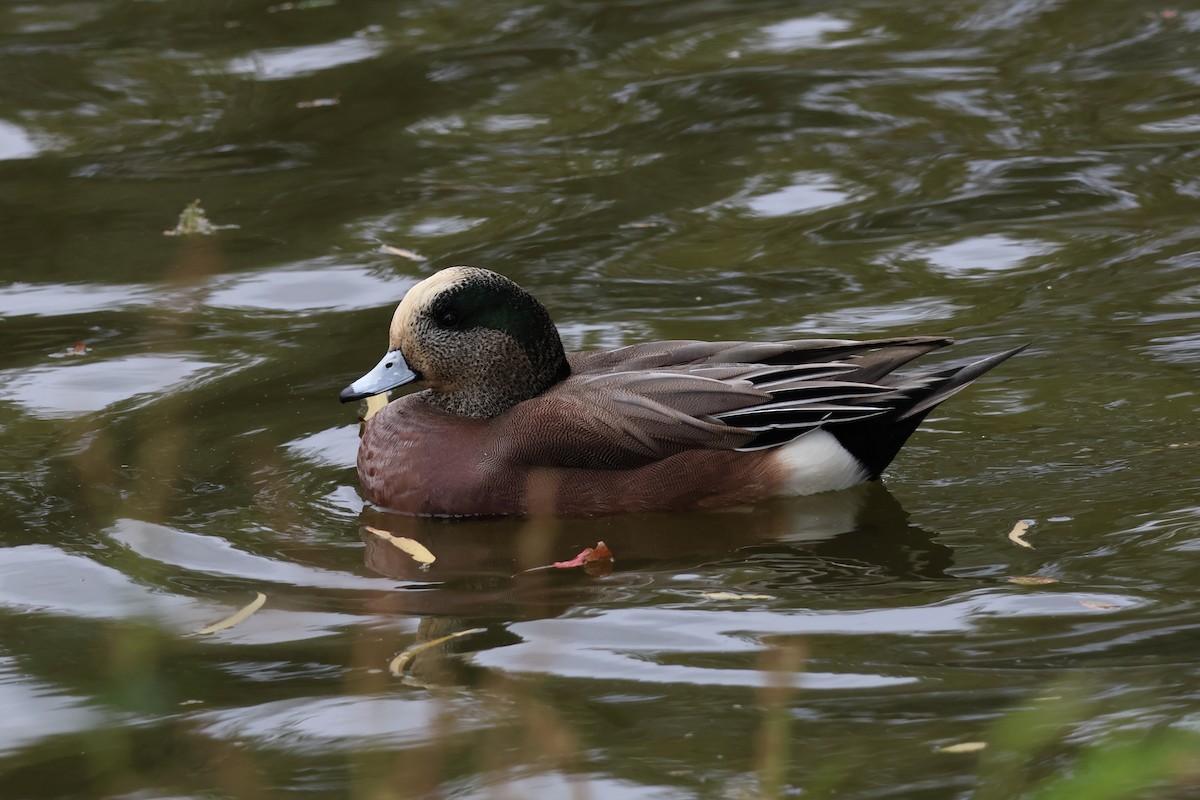 American Wigeon - ML646159125