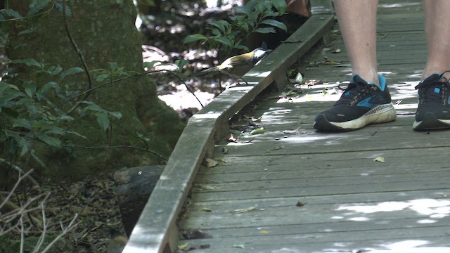 Eastern Whipbird - ML646159126
