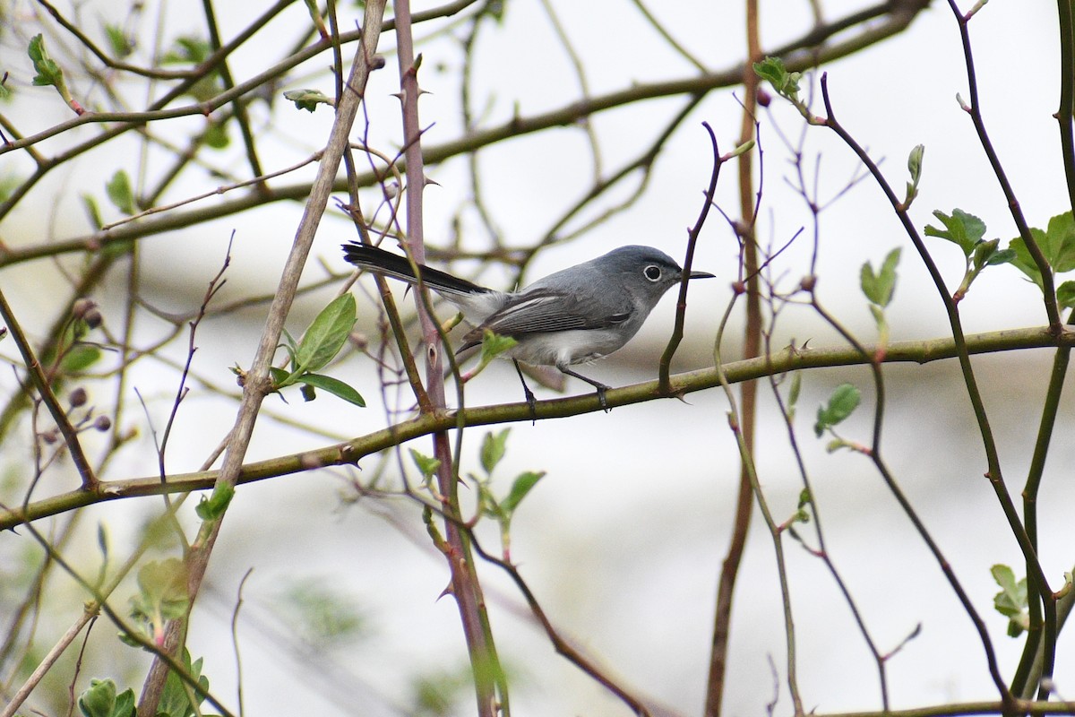 leskot modrošedý - ML646159131