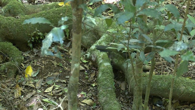 Eastern Whipbird - ML646159132