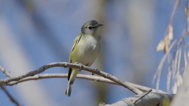 zelenáček brýlový - ML646159133