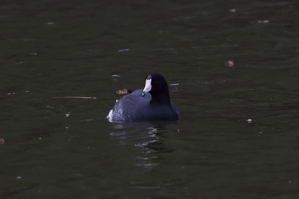 American Coot - ML646159134
