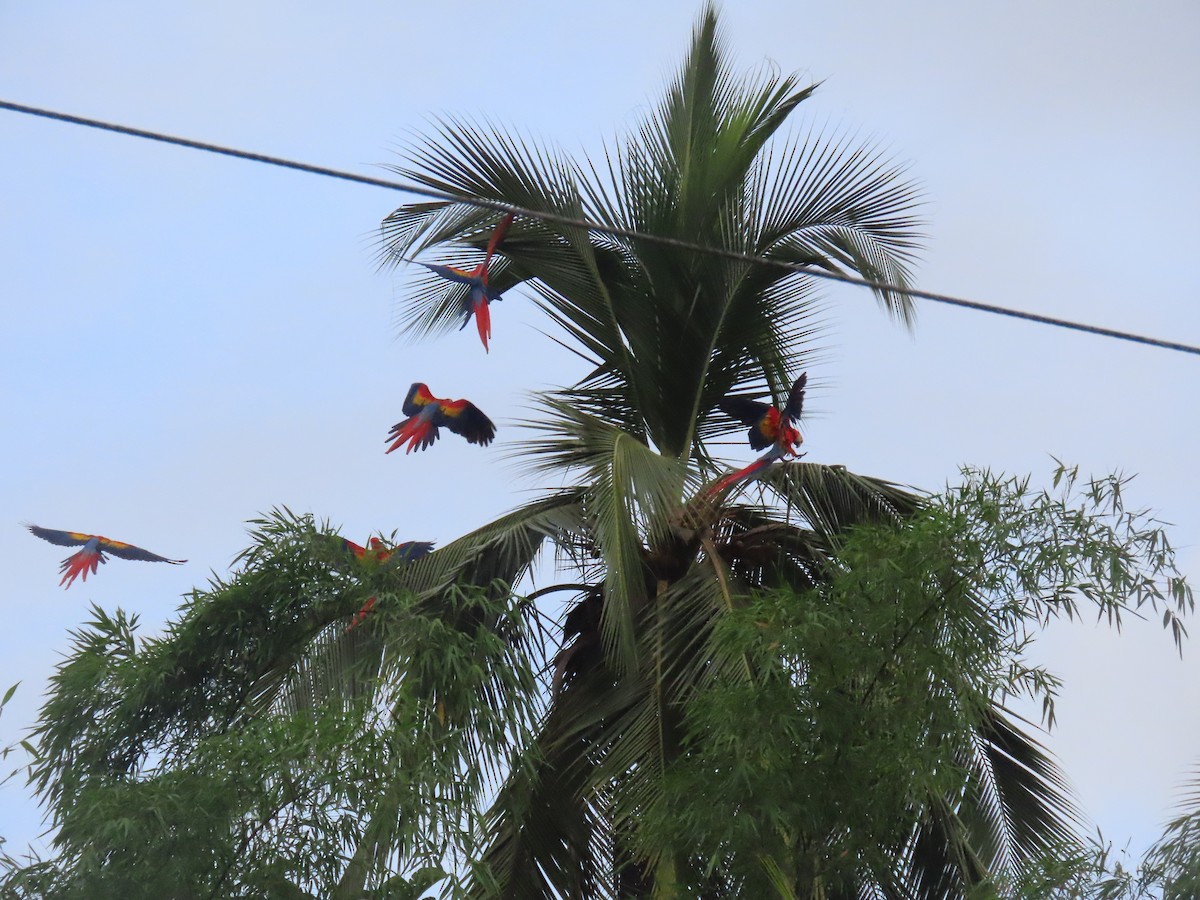Scarlet Macaw - ML646159135