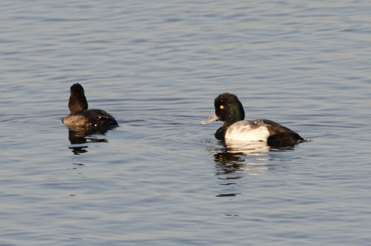 Lesser Scaup - ML646159137