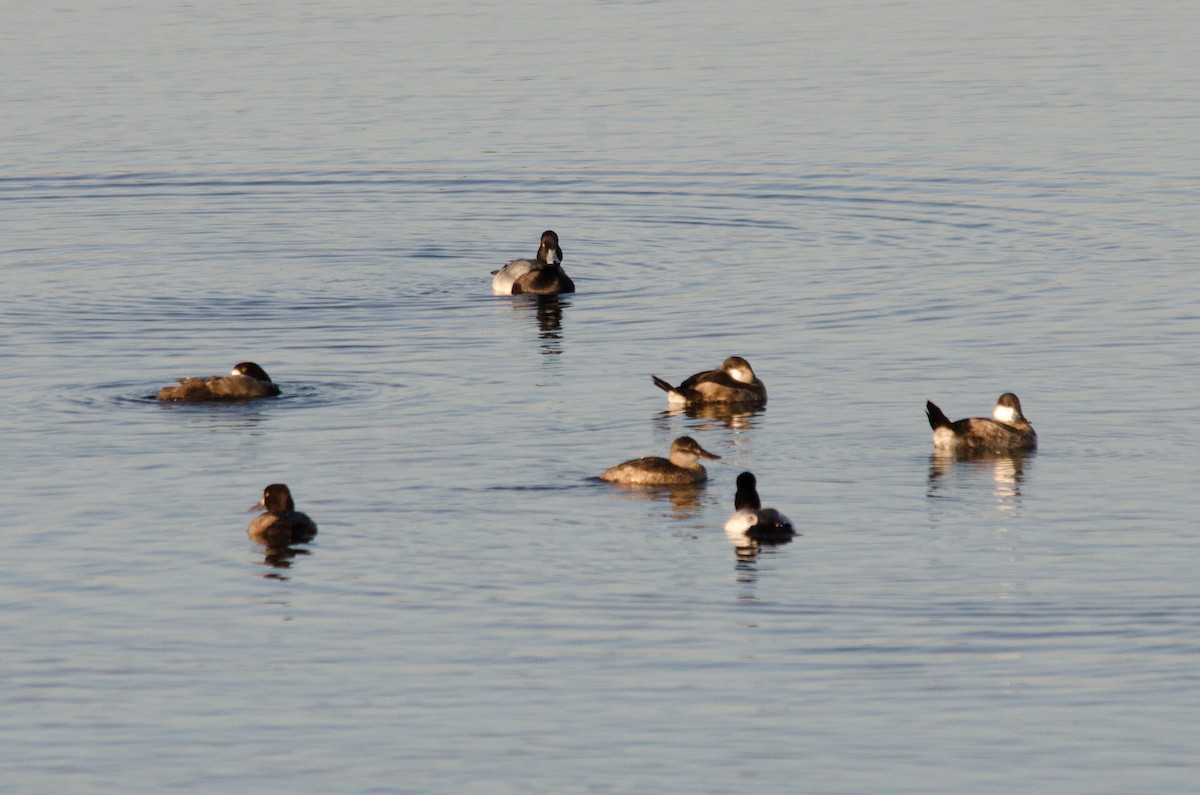 Lesser Scaup - ML646159138
