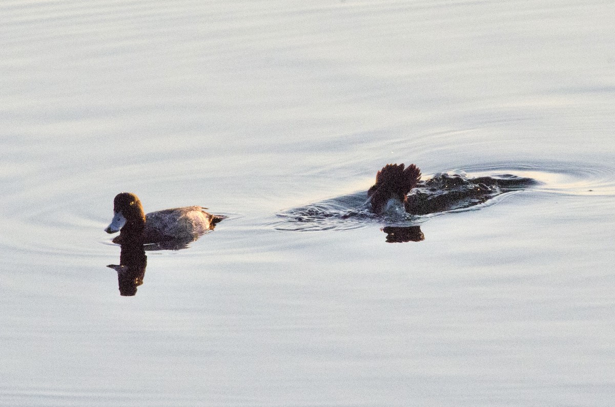 Lesser Scaup - ML646159139