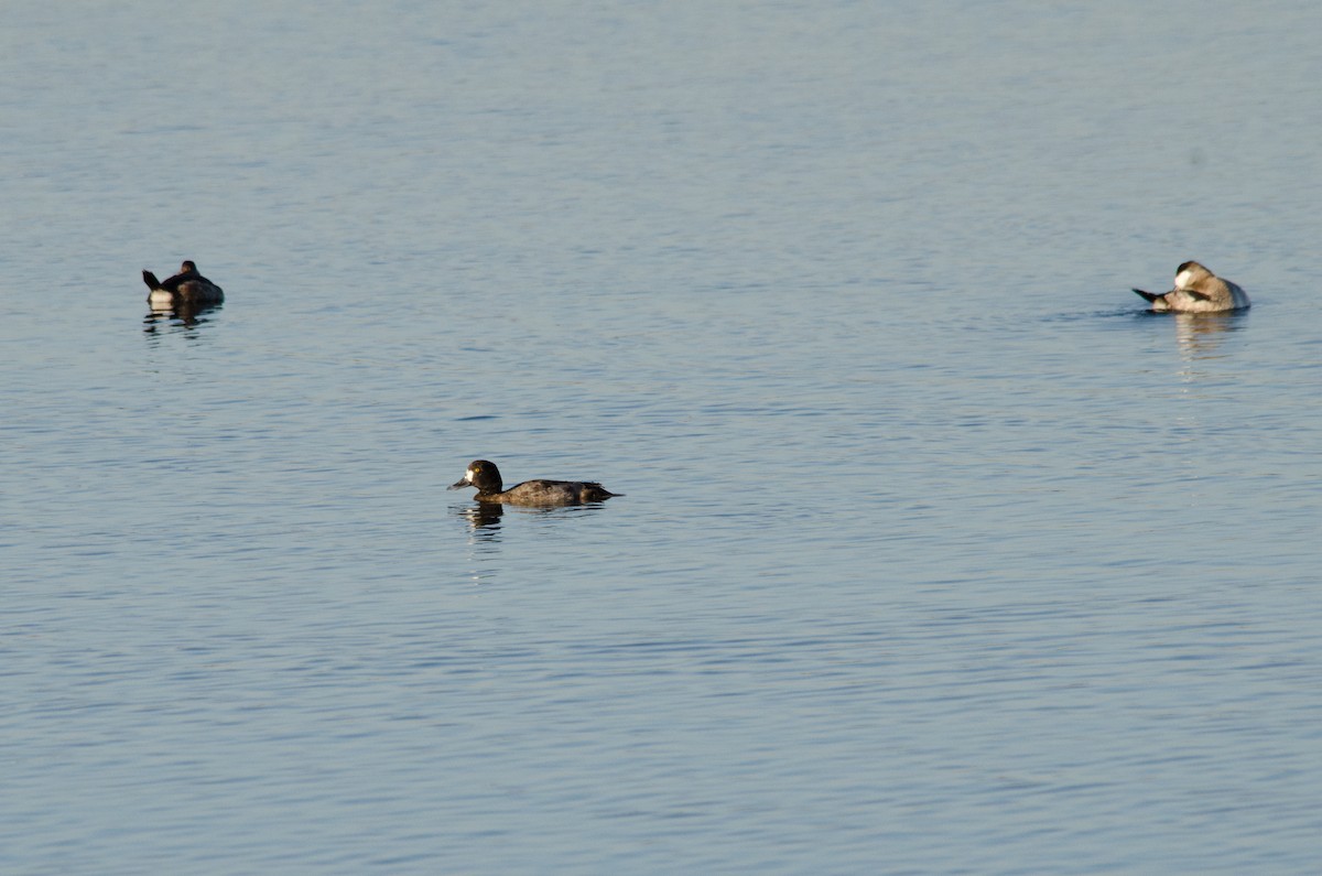 Lesser Scaup - ML646159140