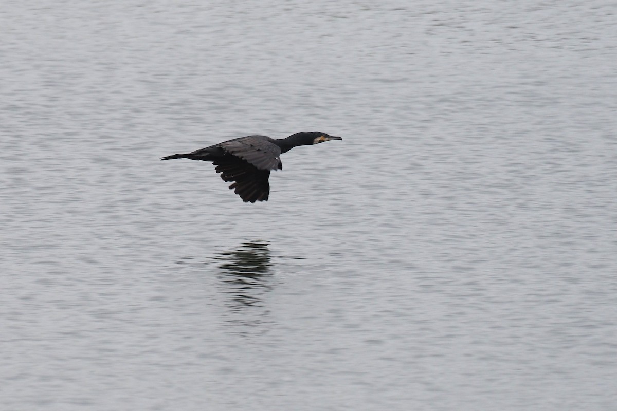 Great Cormorant - ML646159143