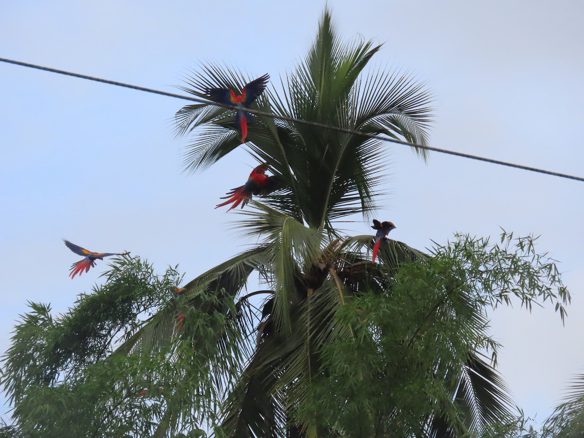 Scarlet Macaw - ML646159144