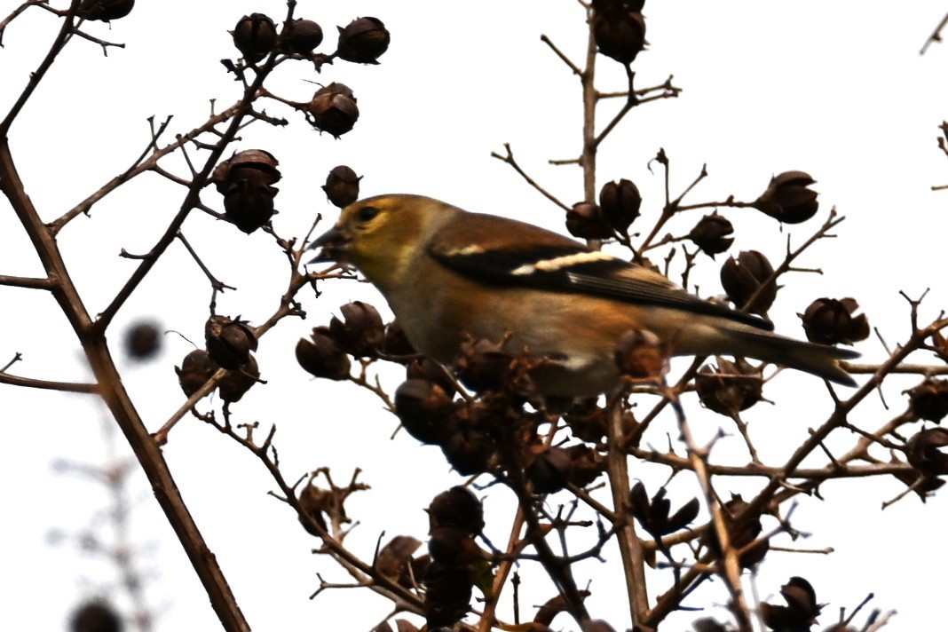 Чиж золотий - ML646159147