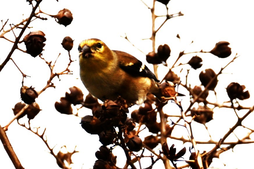 Чиж золотий - ML646159148