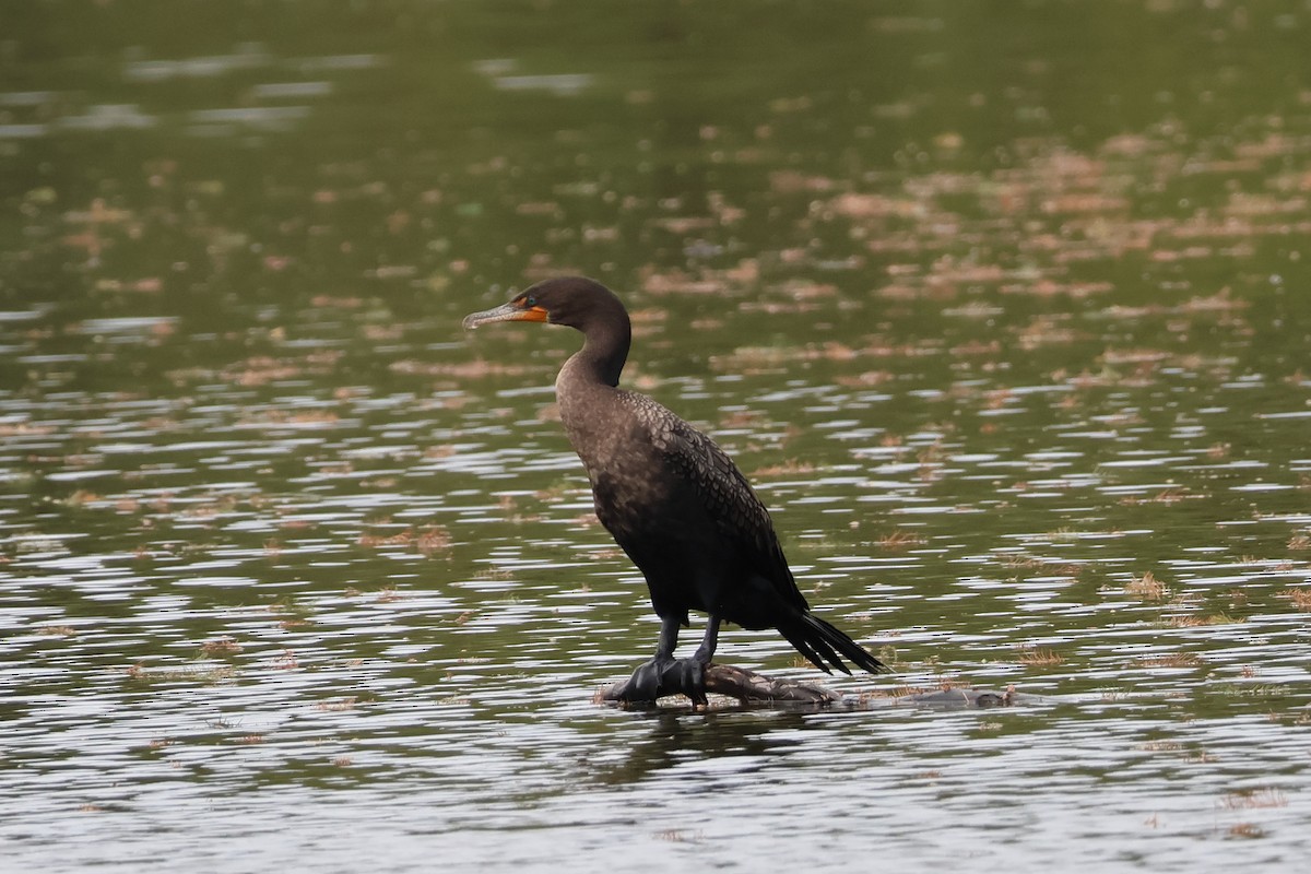Double-crested Cormorant - ML646159165