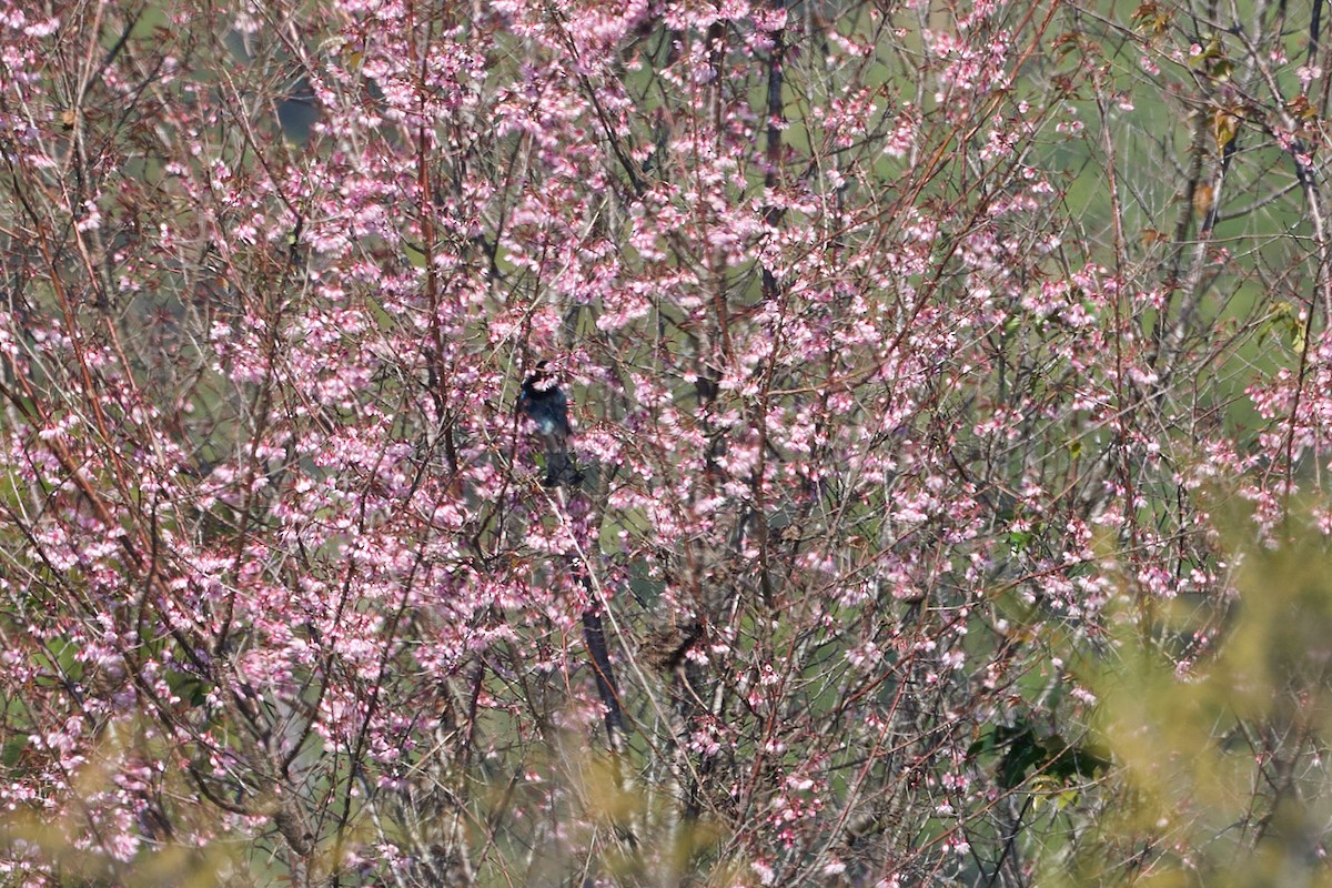 Hair-crested Drongo - ML646159166