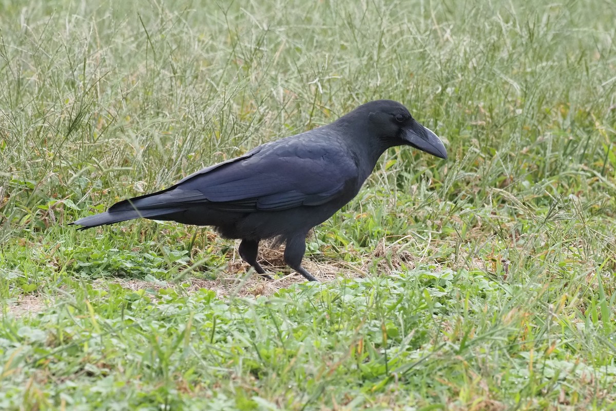 Large-billed Crow - ML646159168