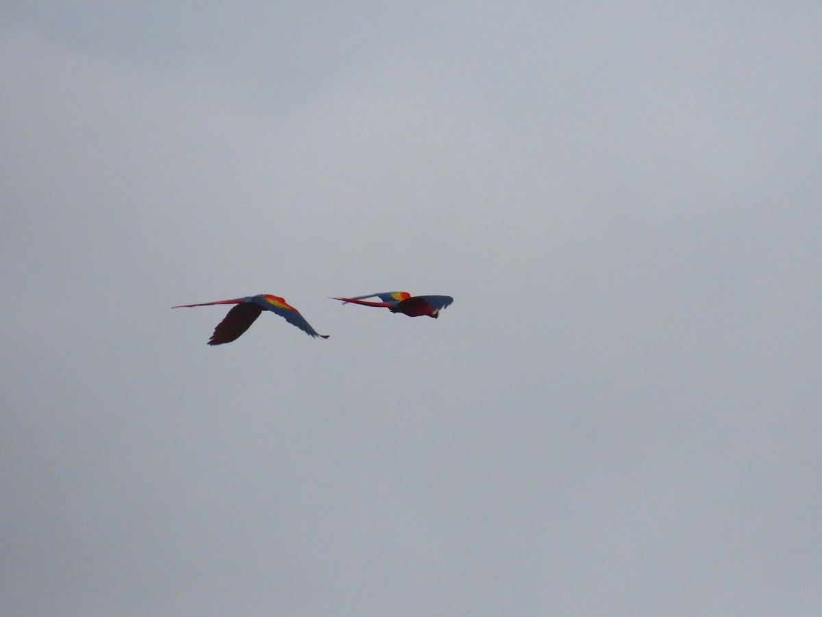 Scarlet Macaw - ML646159169