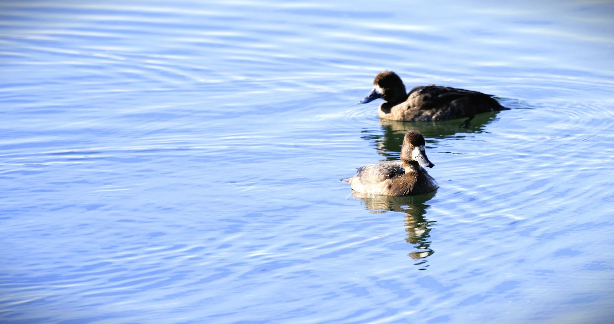 Lesser Scaup - ML646159175