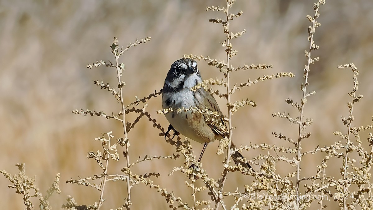 Bell's Sparrow - ML646159183