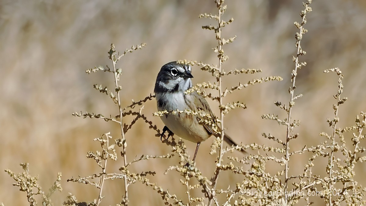 Bell's Sparrow - ML646159184