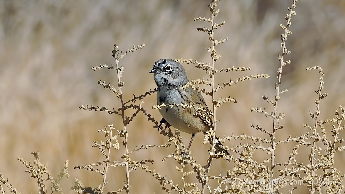 Bell's Sparrow - ML646159185