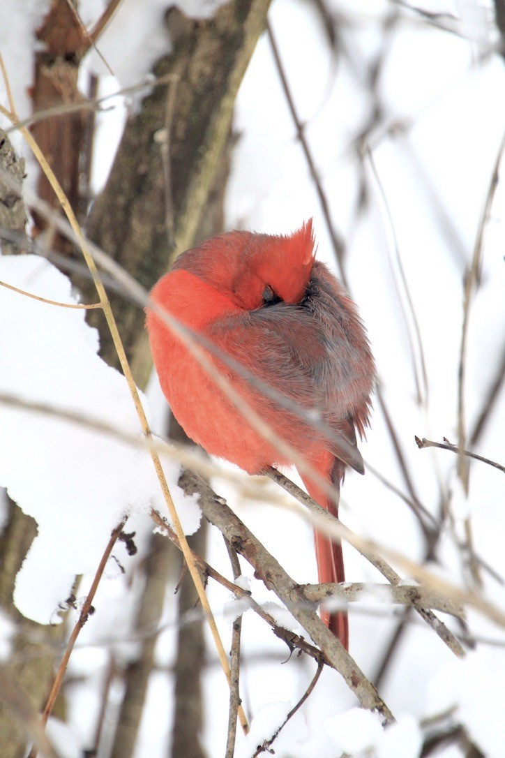 Northern Cardinal - ML646159186