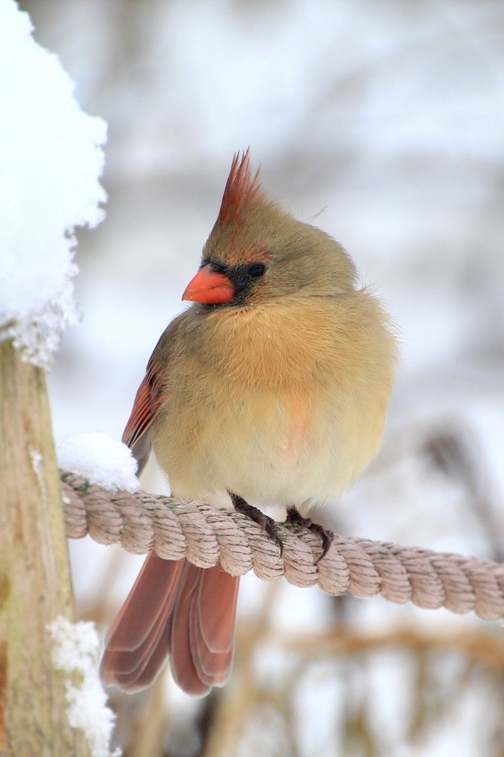 Northern Cardinal - ML646159187