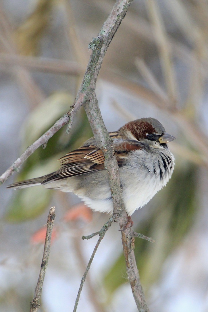 Оронгийн бор шувуу - ML646159193