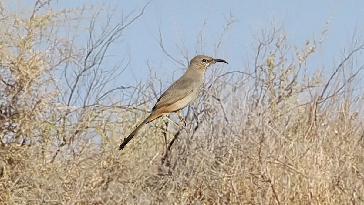 LeConte's Thrasher - ML646159194
