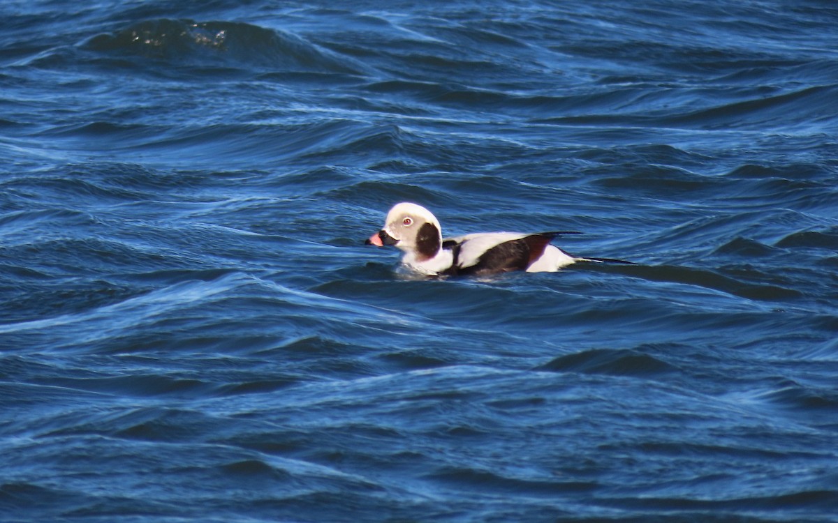 Long-tailed Duck - ML646159195