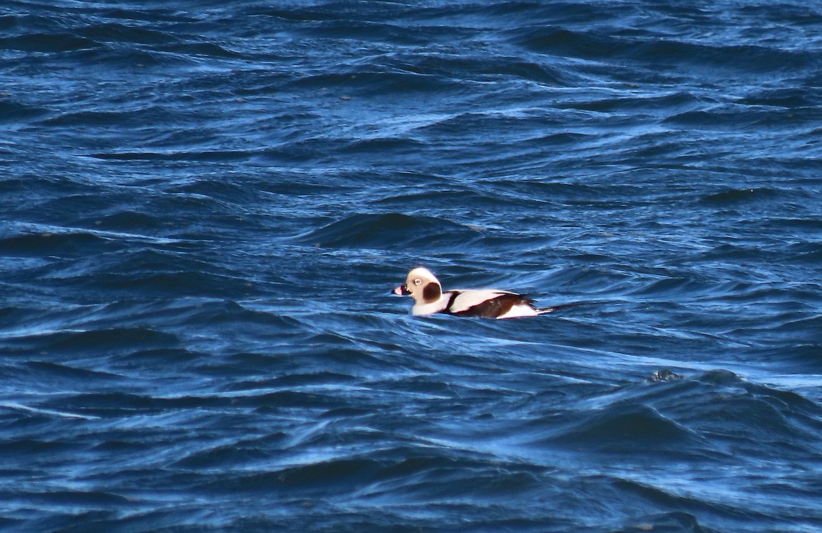 Long-tailed Duck - ML646159197