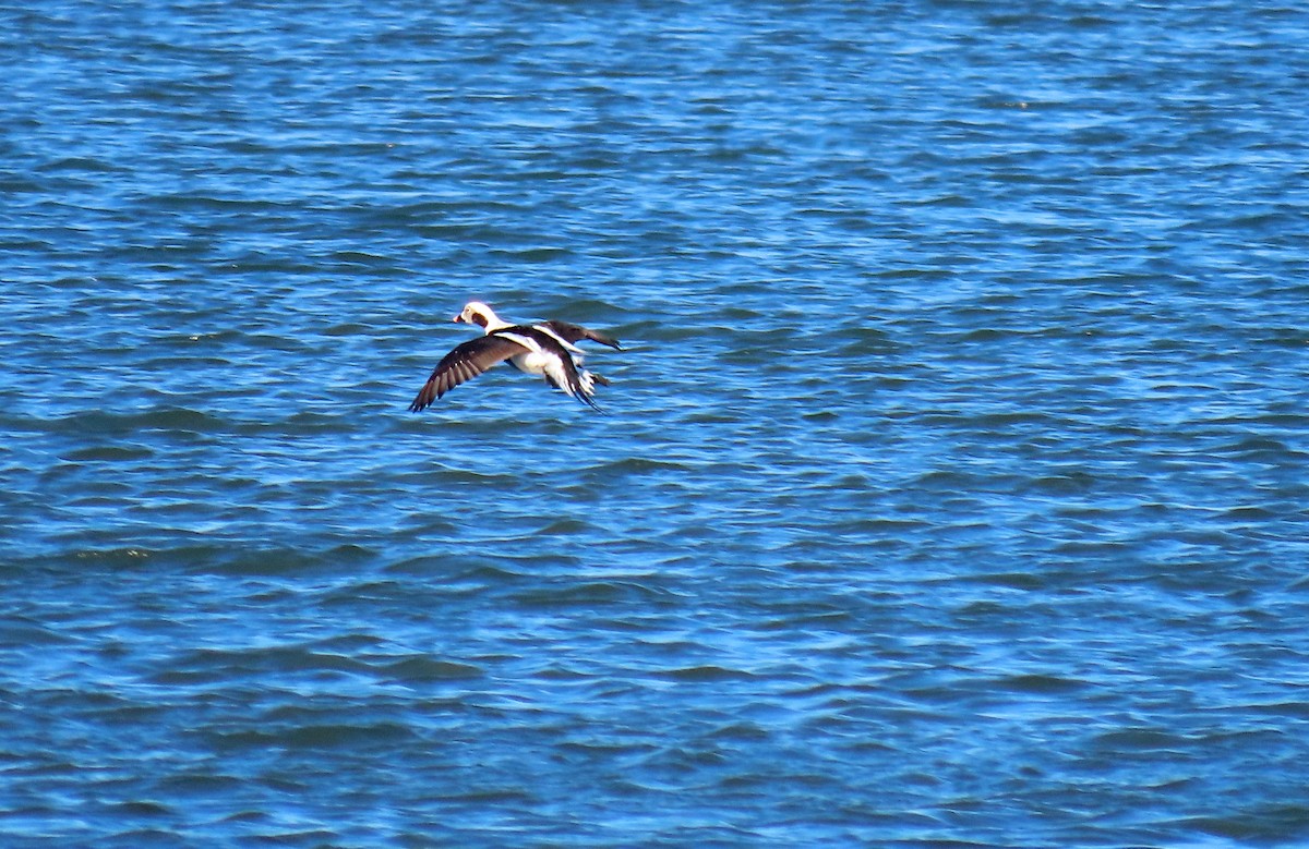 Long-tailed Duck - ML646159202