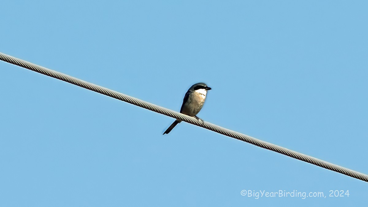 Loggerhead Shrike - ML646159215