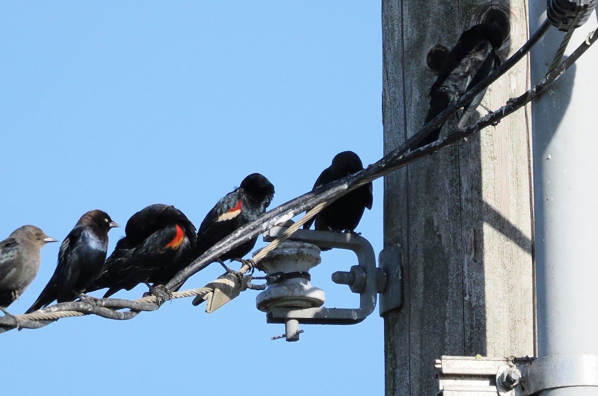 Sargento Tricolor - ML646159217