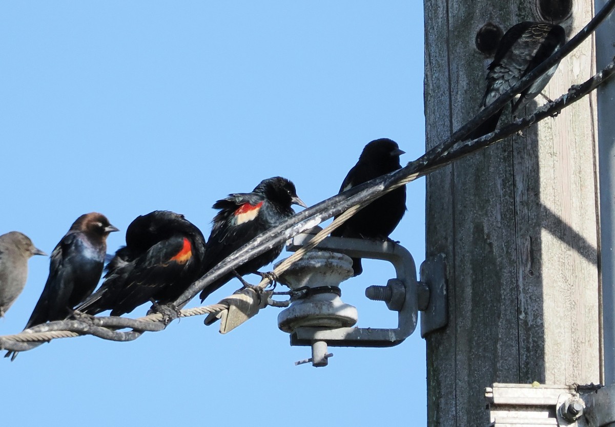 Sargento Tricolor - ML646159219