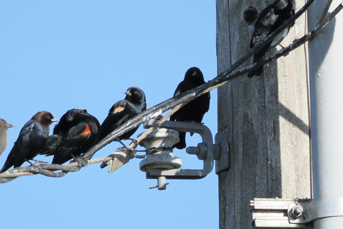 Sargento Tricolor - ML646159220