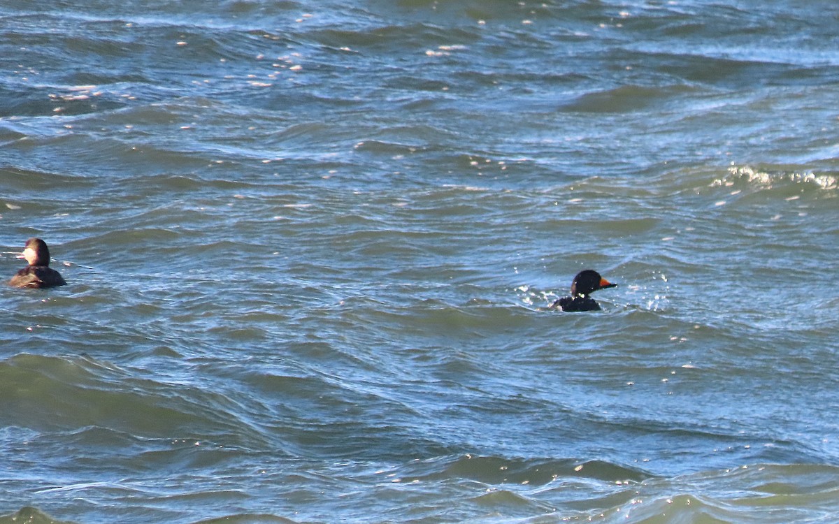 Black Scoter - ML646159221