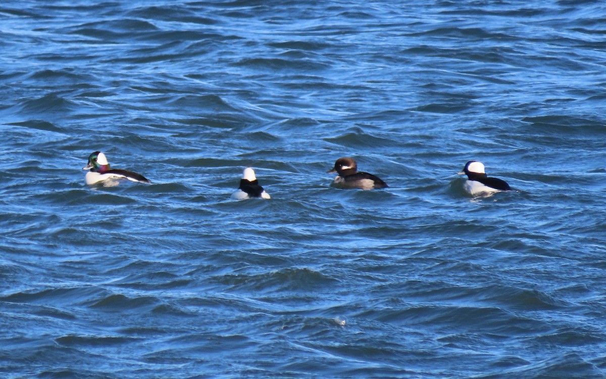 Bufflehead - ML646159238