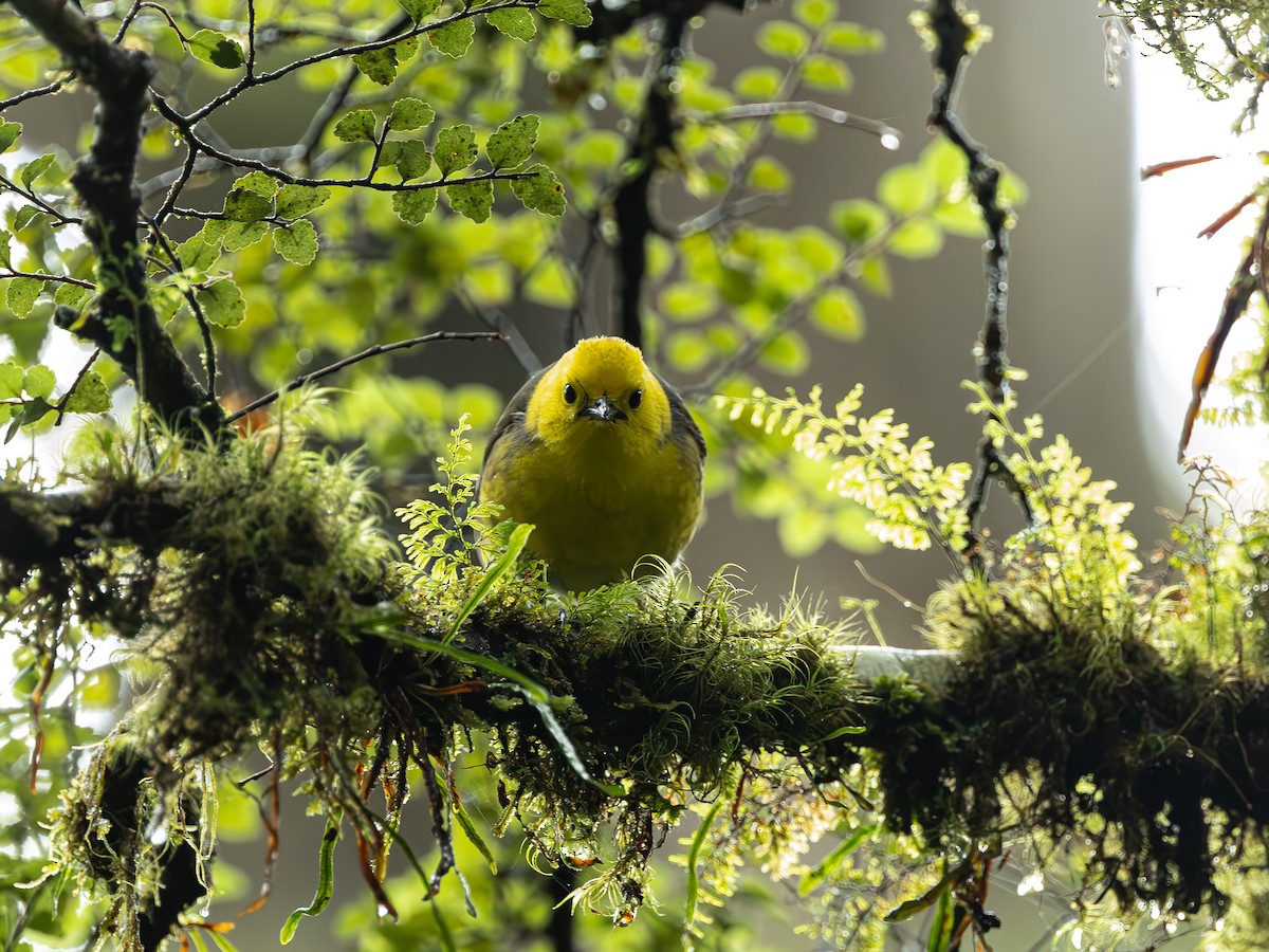 Yellowhead - ML646159240