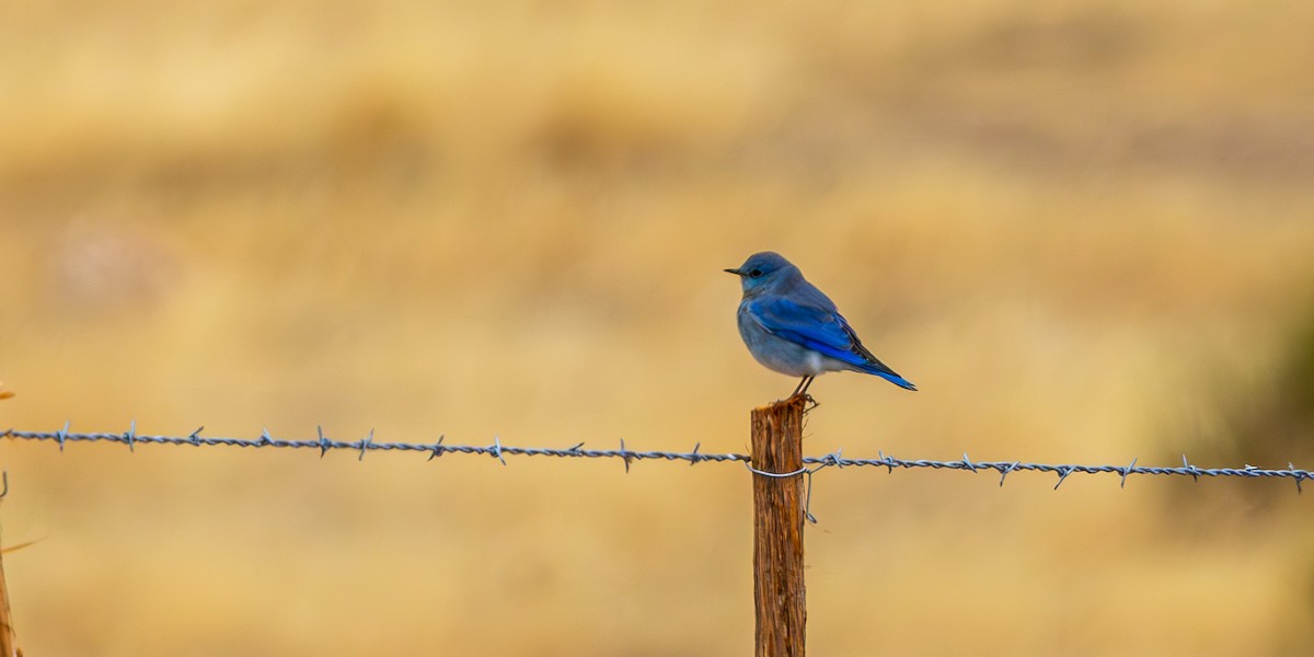 Mountain Bluebird - ML646159243