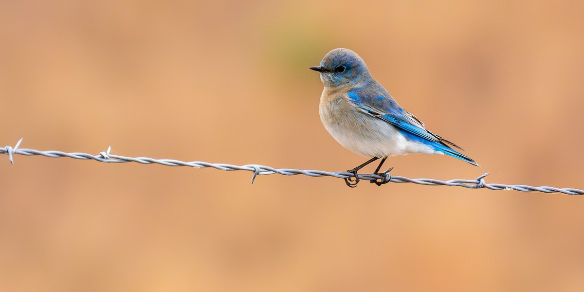 Mountain Bluebird - ML646159244