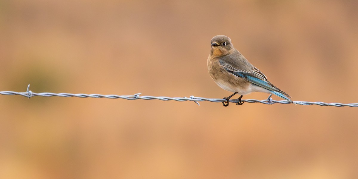 Mountain Bluebird - ML646159245