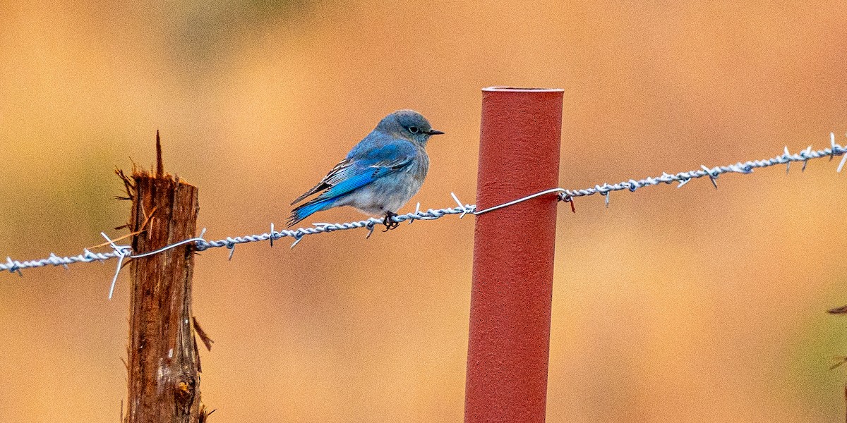Mountain Bluebird - ML646159246