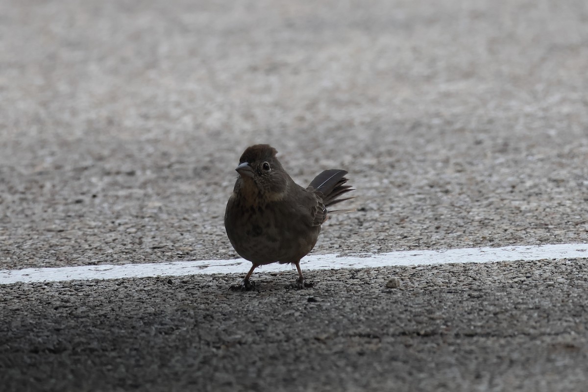 Canyon Towhee - ML646159248