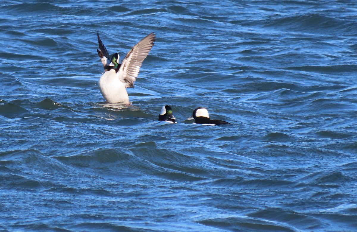Bufflehead - ML646159249