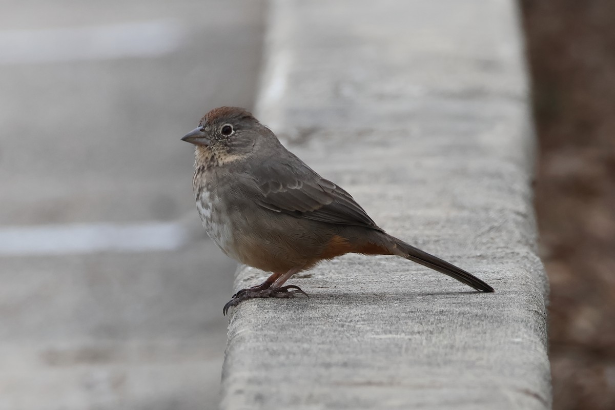 Canyon Towhee - ML646159250
