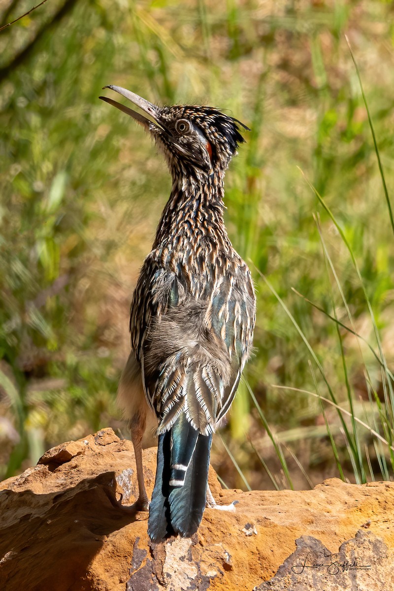 Greater Roadrunner - ML646159251