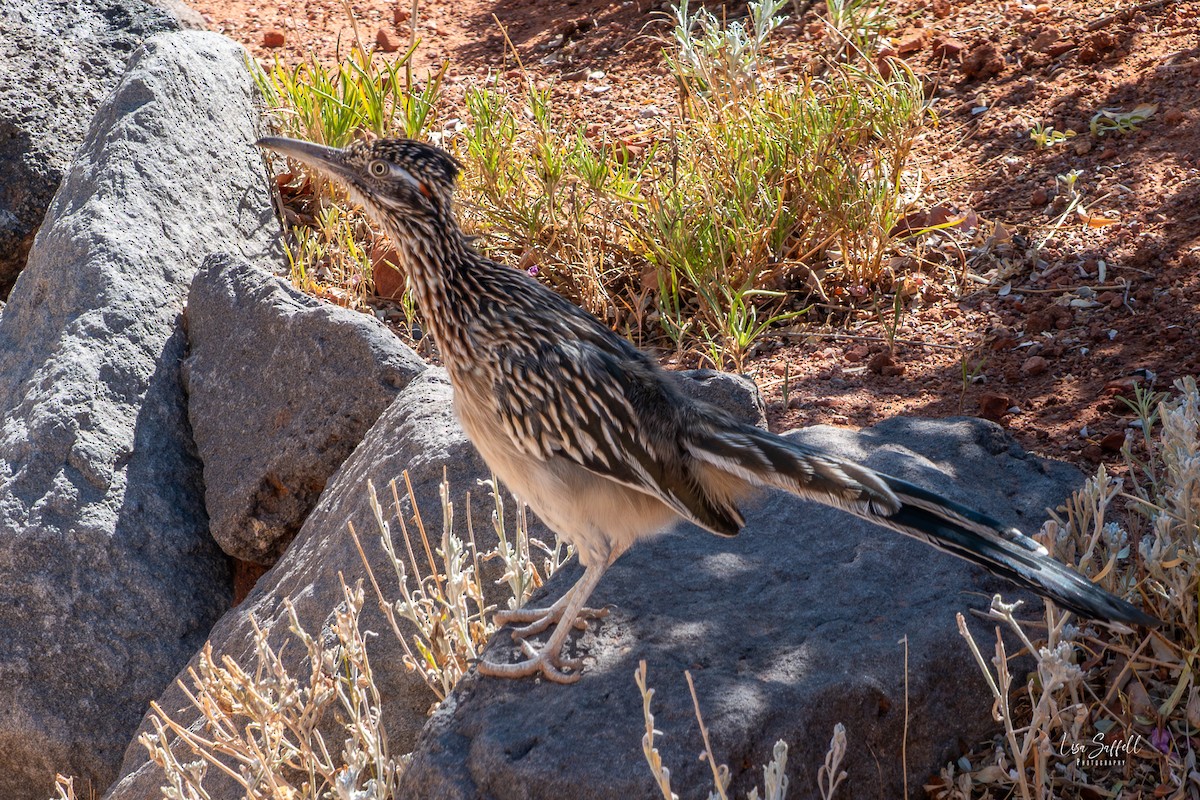 Greater Roadrunner - ML646159252