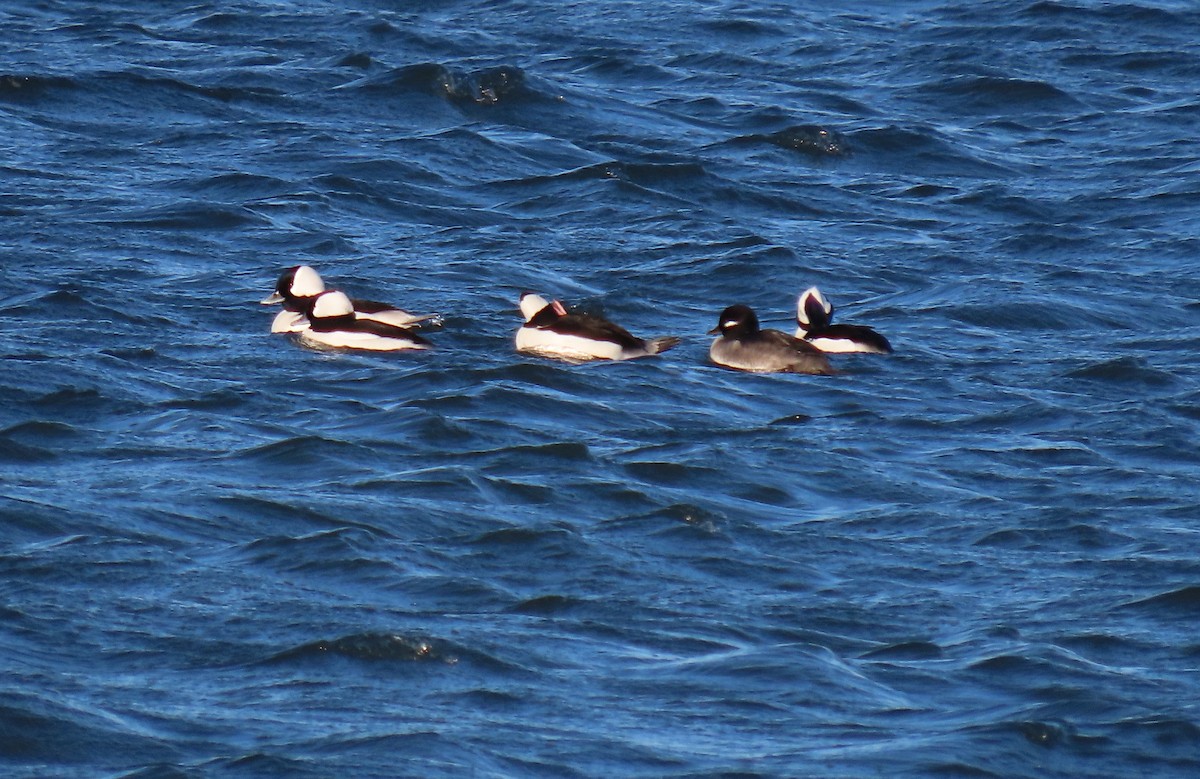 Bufflehead - ML646159253