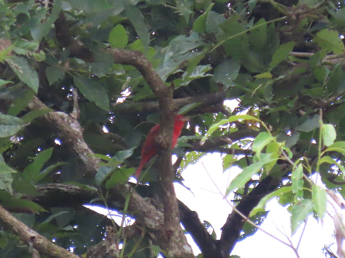 Summer Tanager - ML646159261