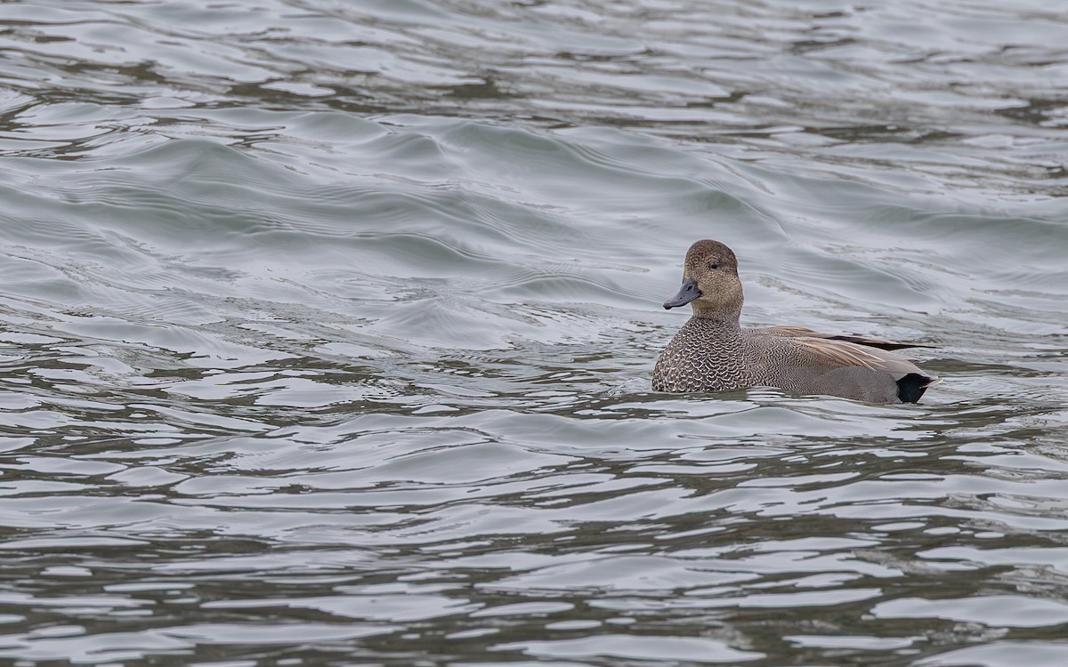 Gadwall - ML646159265