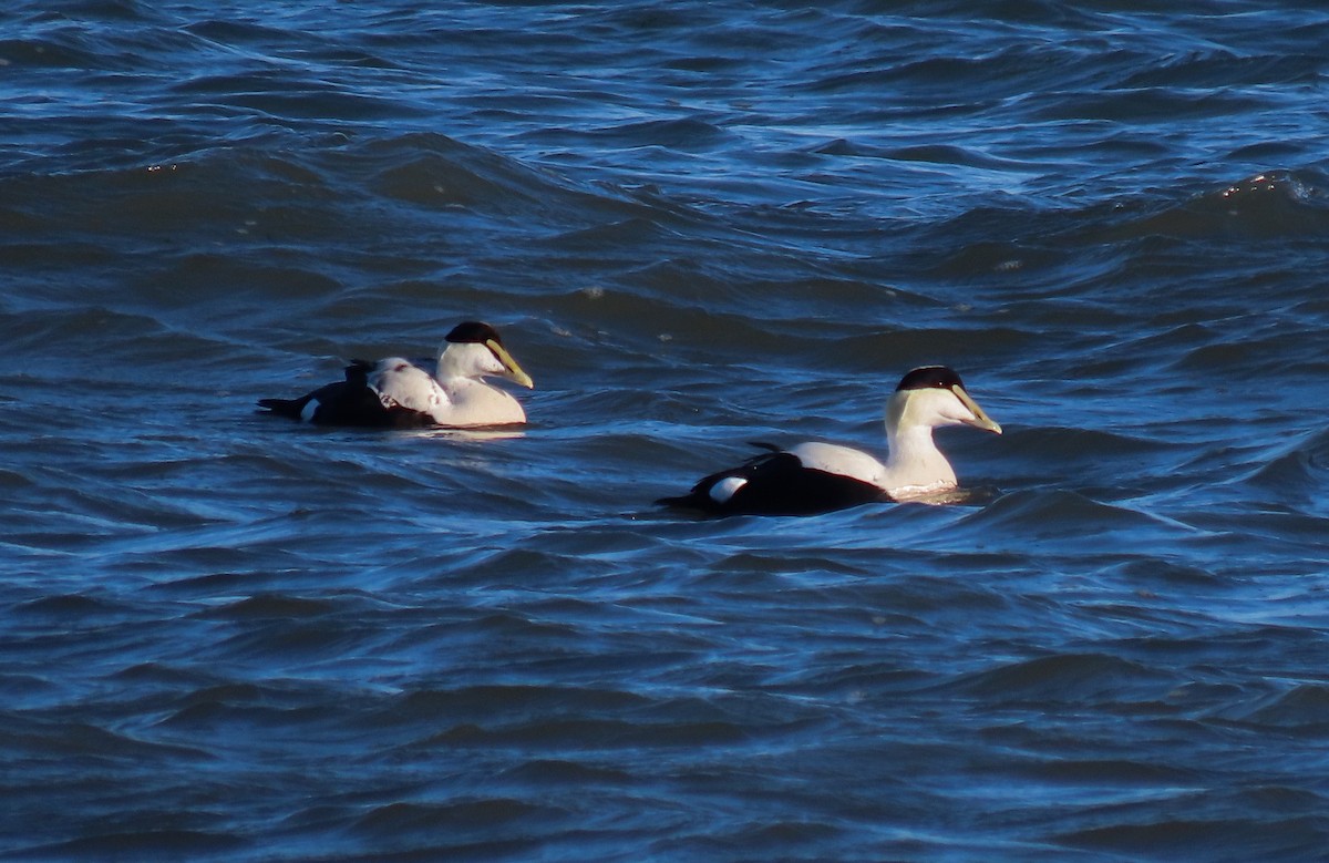 Common Eider - ML646159266